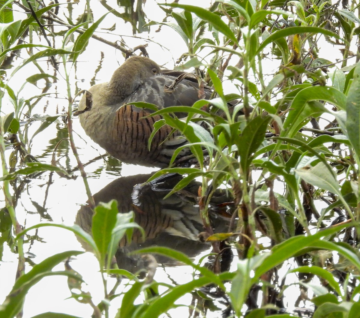 Plumed Whistling-Duck - ML638203161