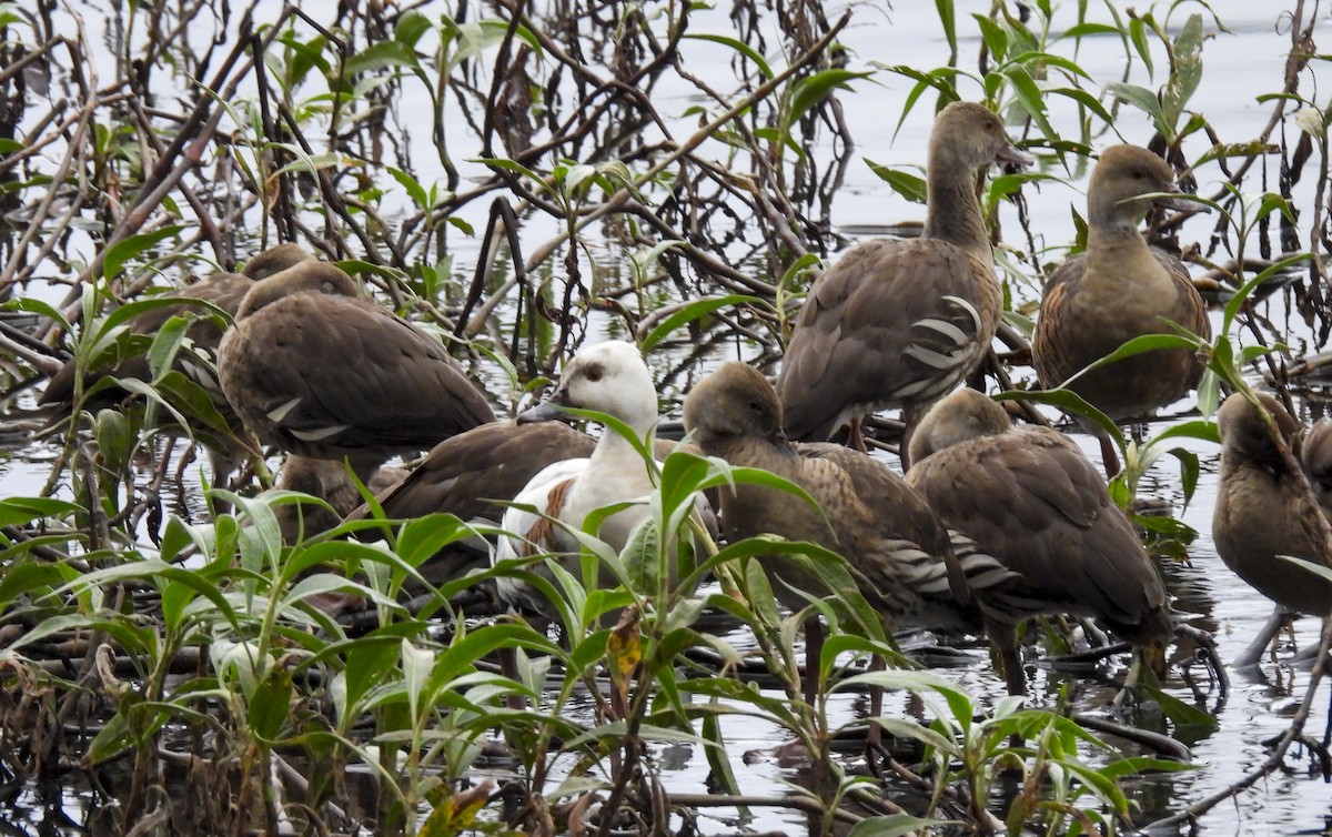 Plumed Whistling-Duck - ML638203163