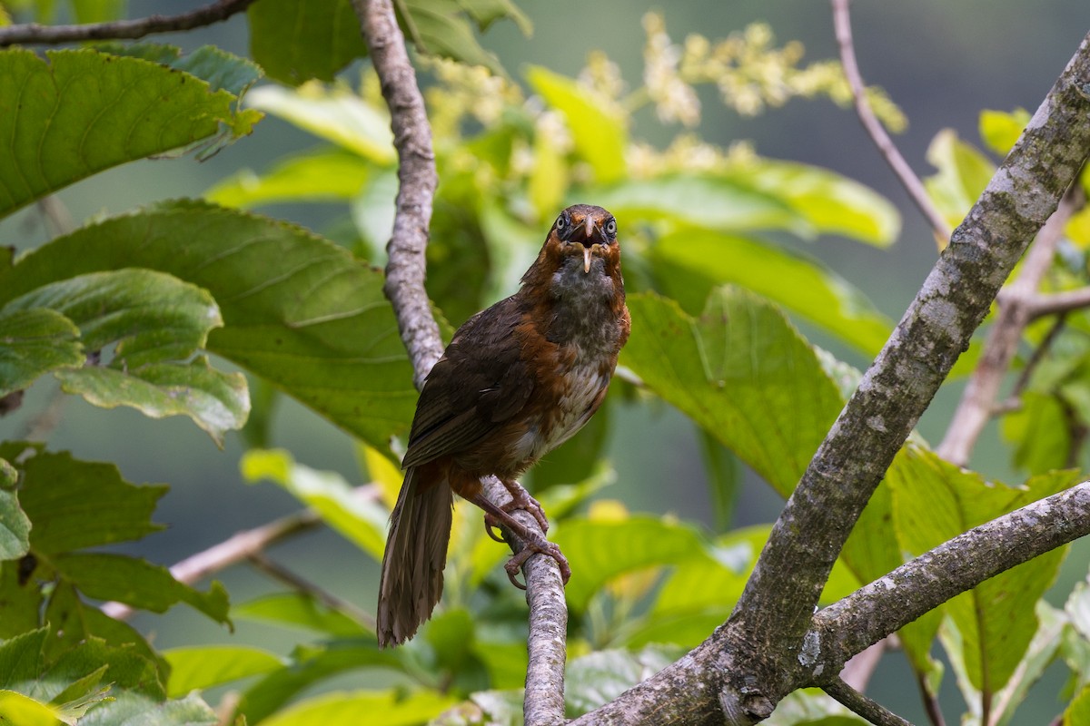 Rusty-cheeked Scimitar-Babbler - ML638203187