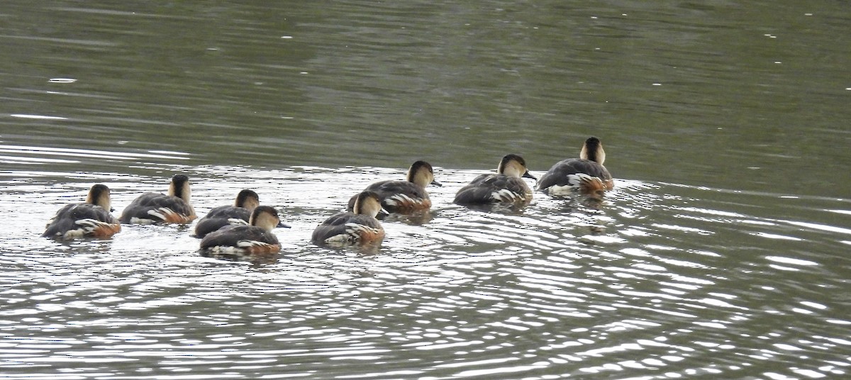 Wandering Whistling-Duck - ML638203194