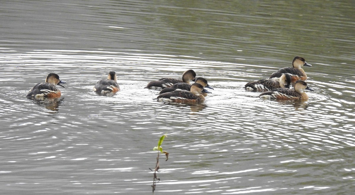 Wandering Whistling-Duck - ML638203195