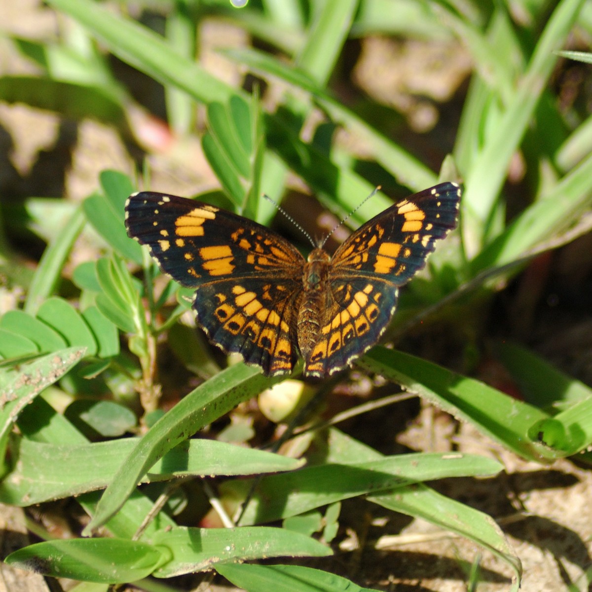 Silvery Checkerspot - ML638203260