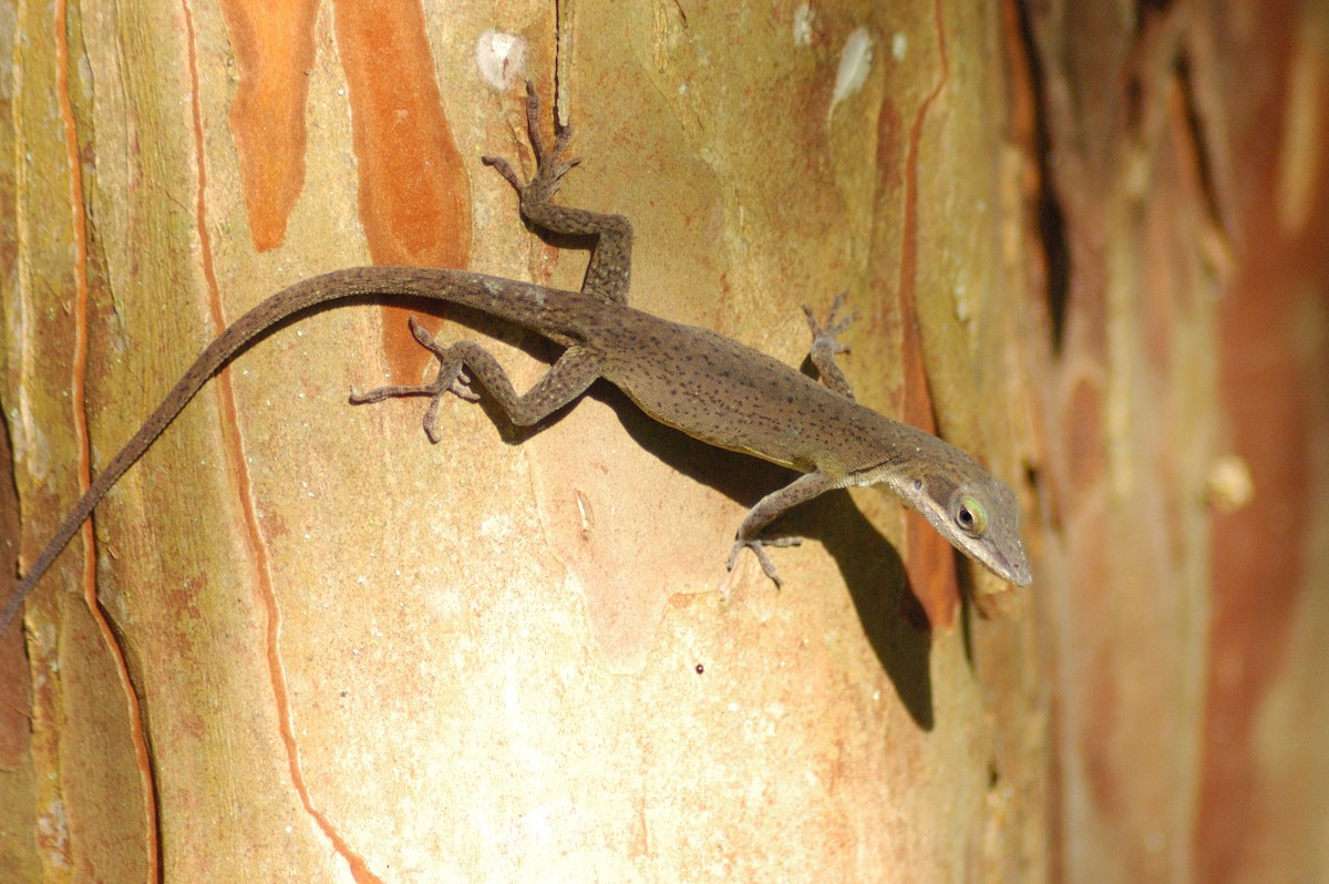 Anoles - ML638203262