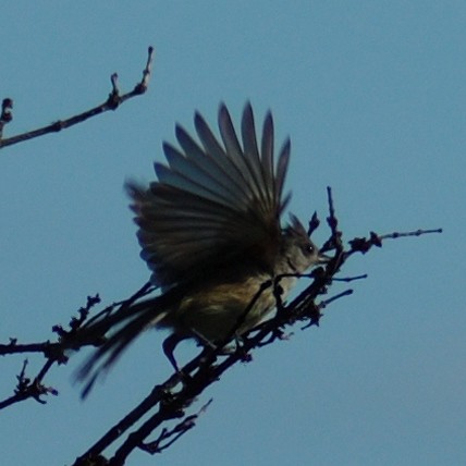 Tufted Titmouse - ML638203274