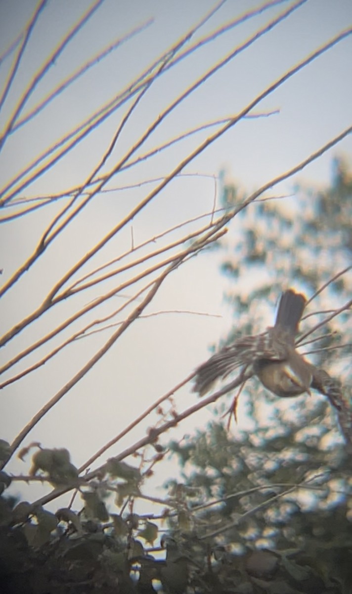 Chilean Mockingbird - ML638203280