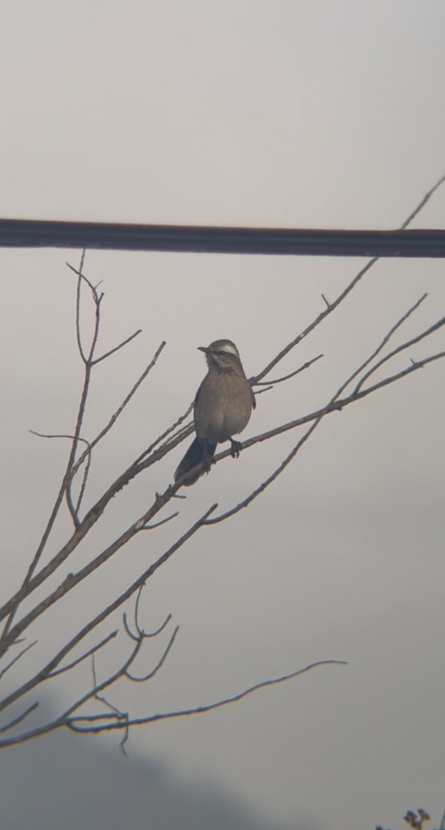 Chilean Mockingbird - ML638203281