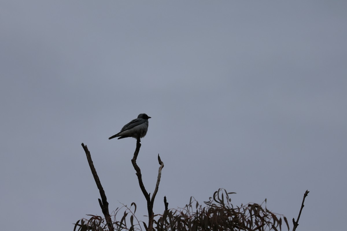Black-faced Cuckooshrike - ML638203338