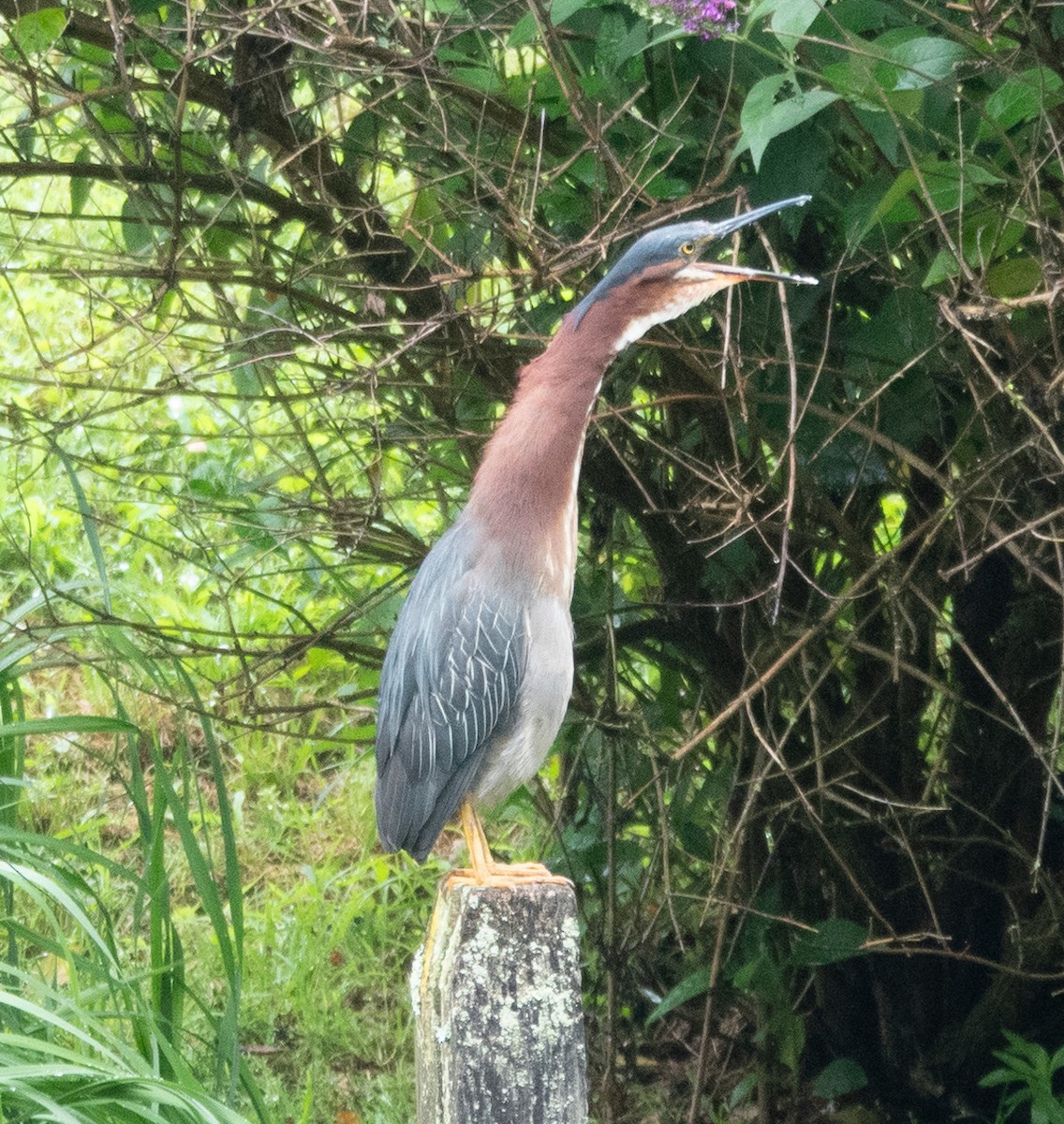 Green Heron - ML638203342