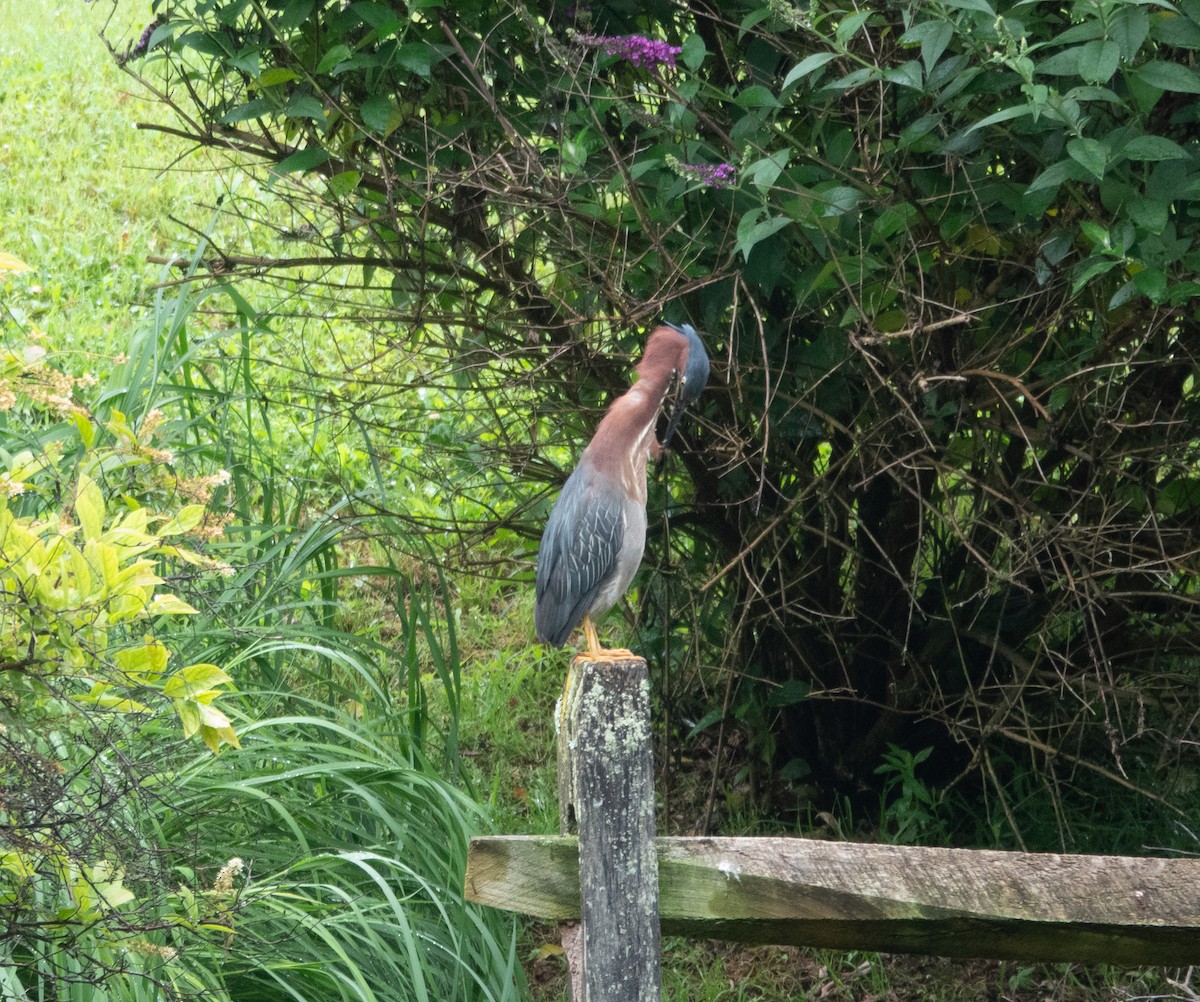 Green Heron - ML638203343