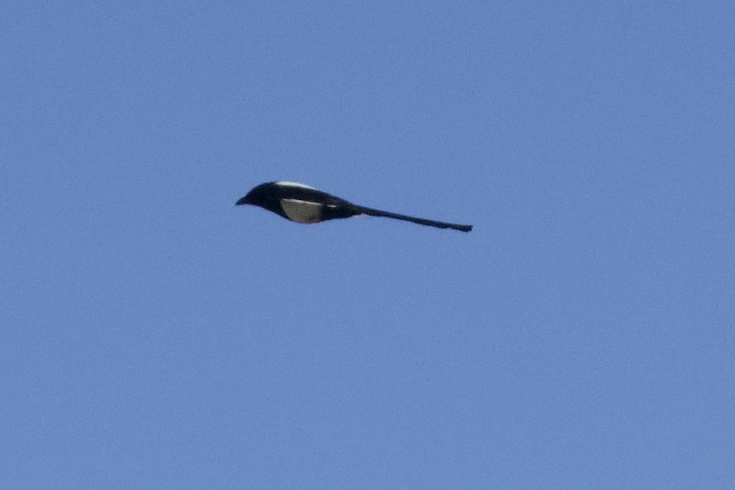 Black-billed Magpie - ML638203358