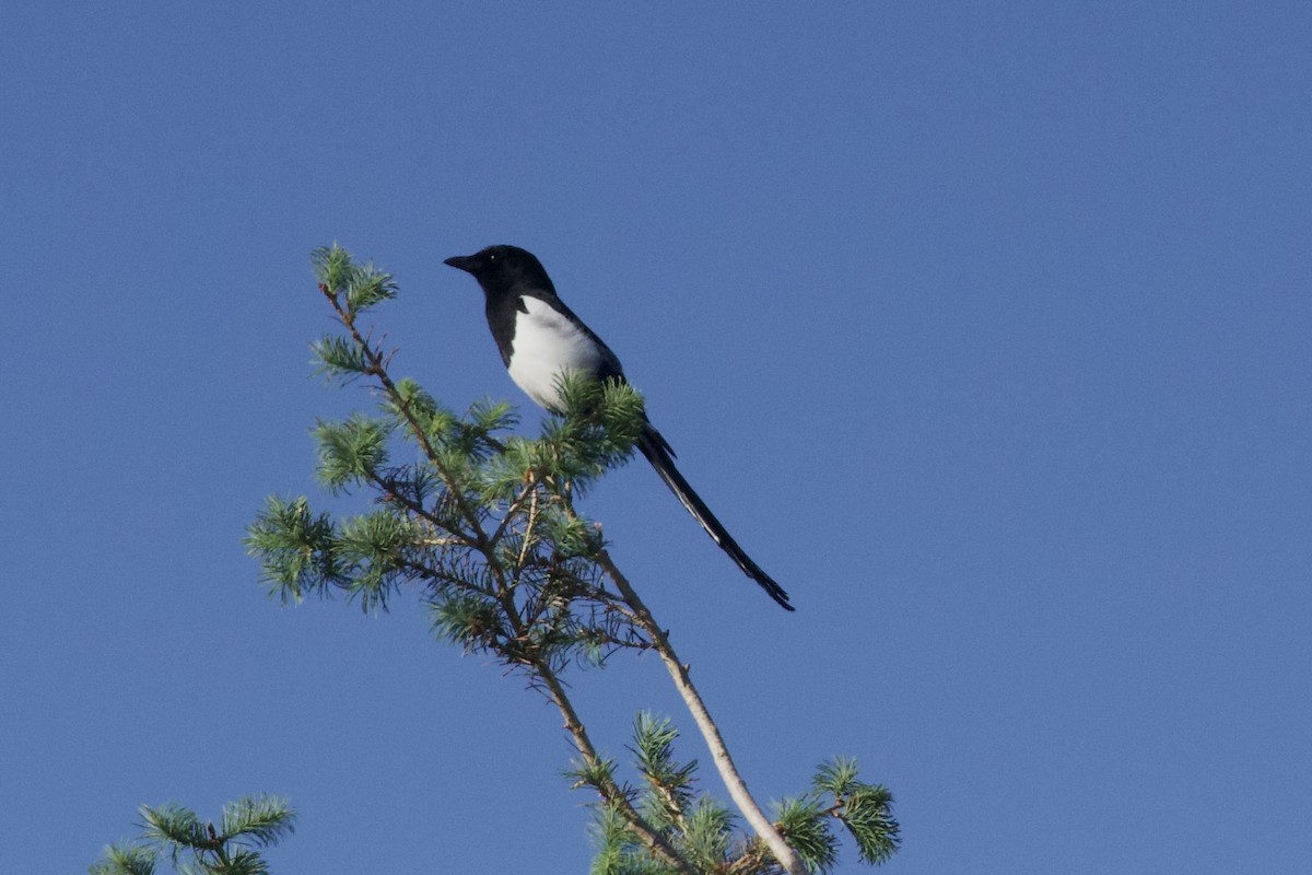Black-billed Magpie - ML638203359