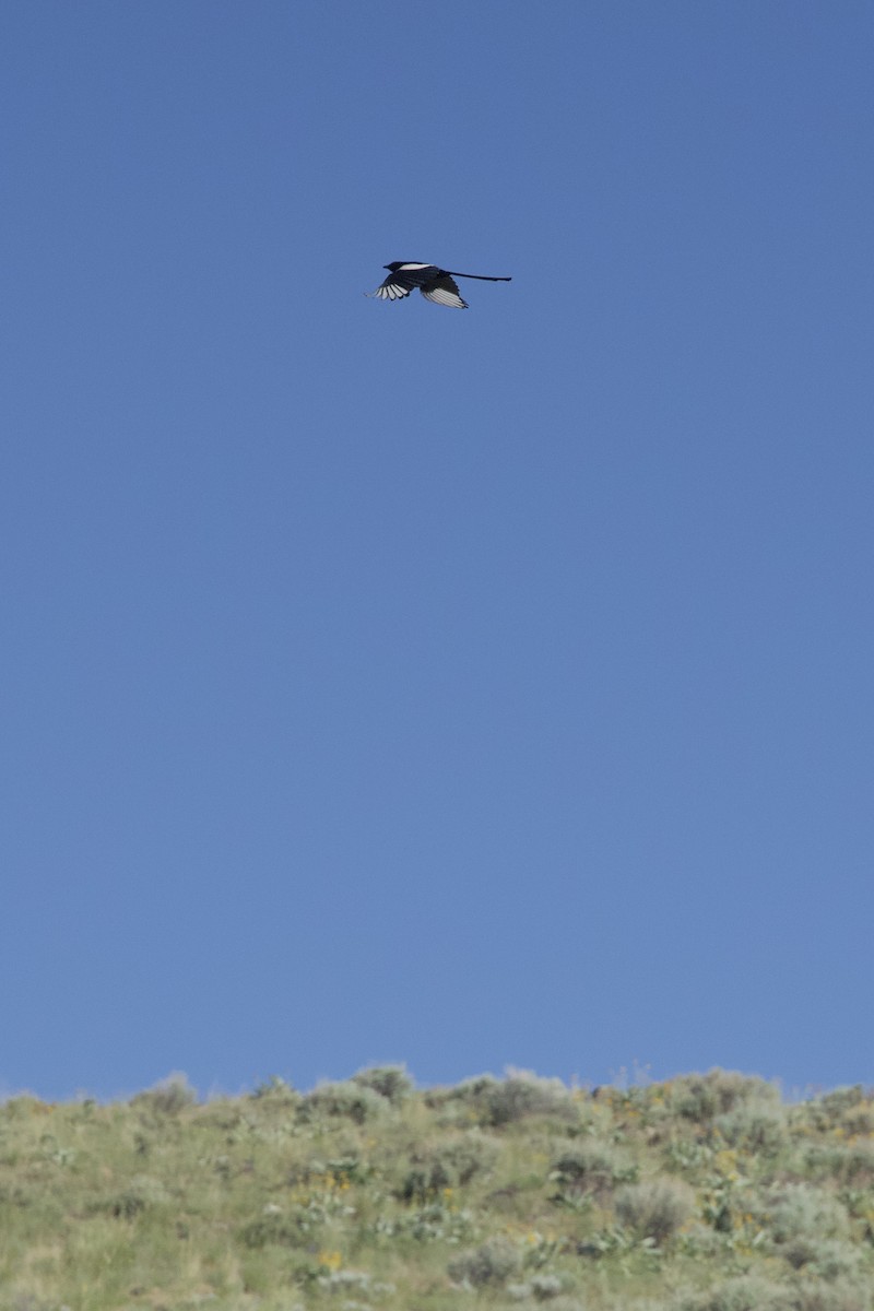 Black-billed Magpie - ML638203360