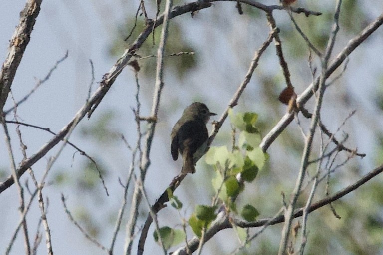Western Warbling Vireo - ML638203363
