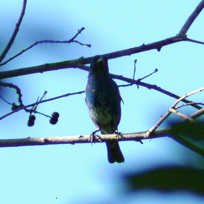 Indigo Bunting - ML638203384