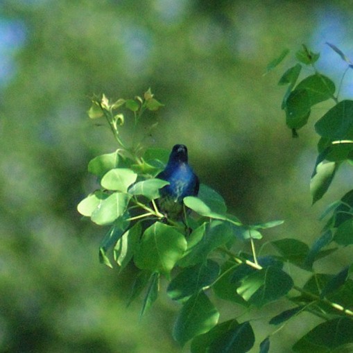Indigo Bunting - ML638203385