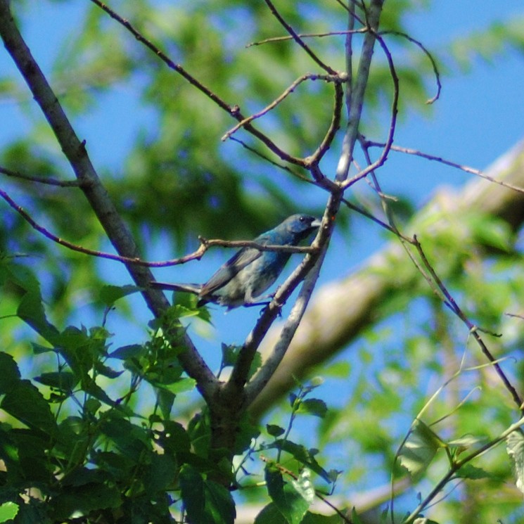 Indigo Bunting - ML638203386