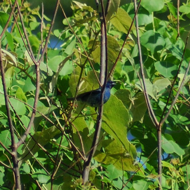 Indigo Bunting - ML638203387