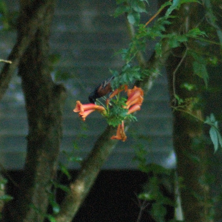 Orchard Oriole - ML638203389