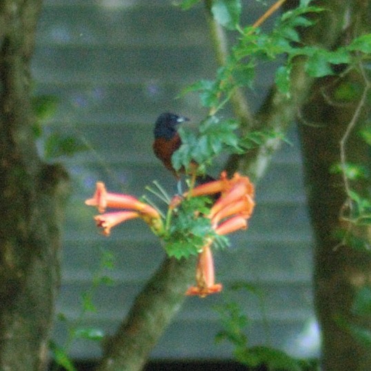 Orchard Oriole - ML638203390