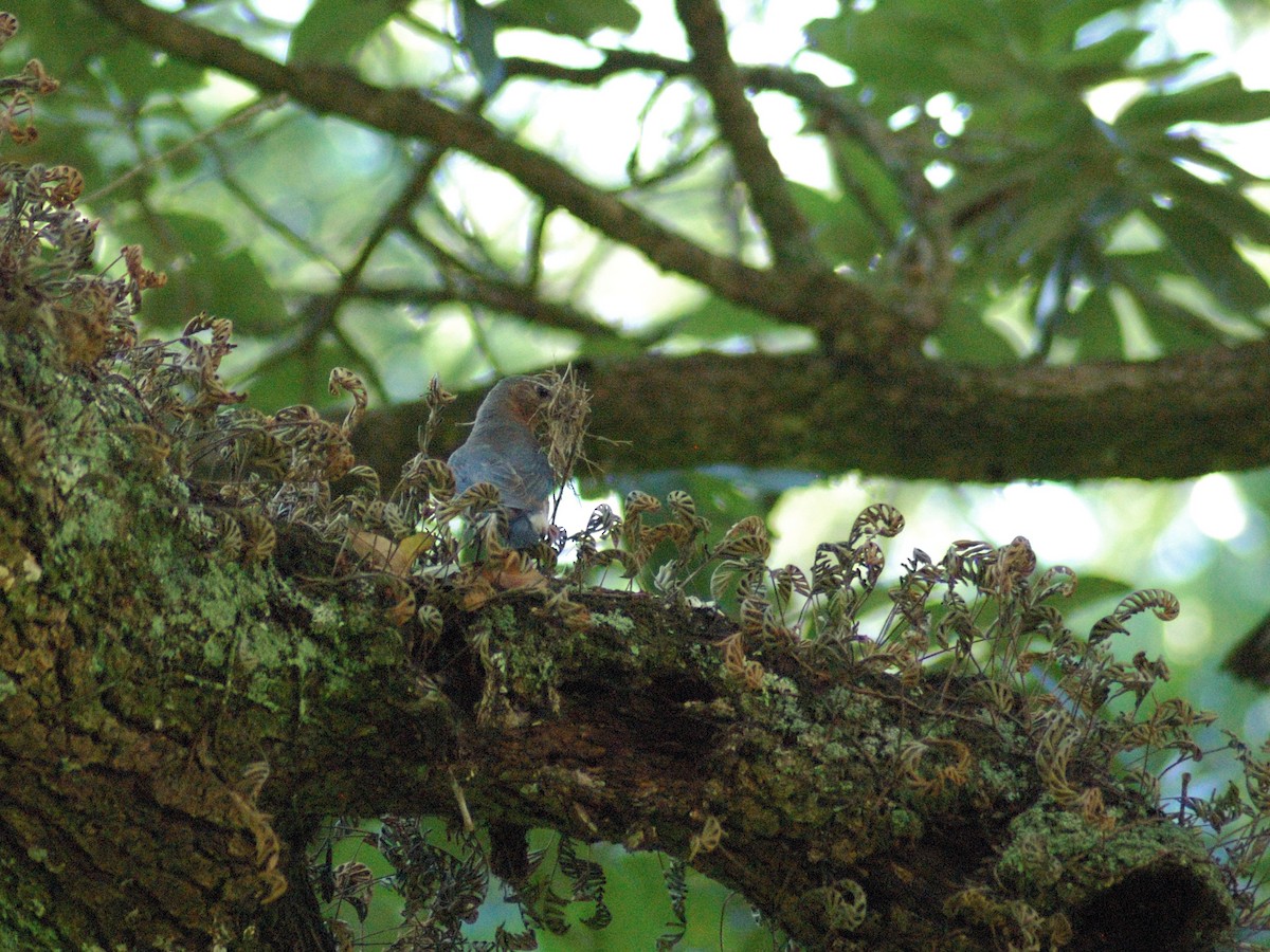 Eastern Bluebird - ML638203400