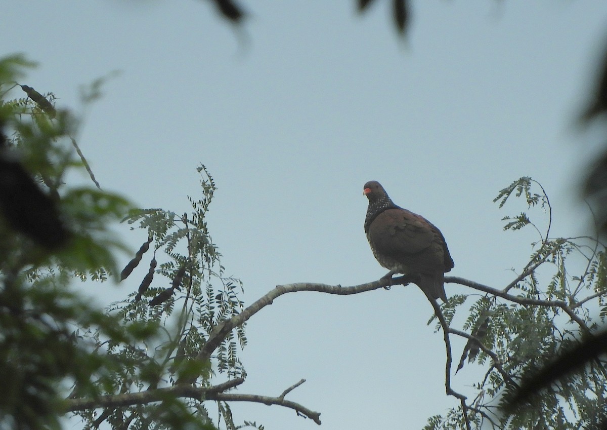 Scaled Pigeon - ML638203405