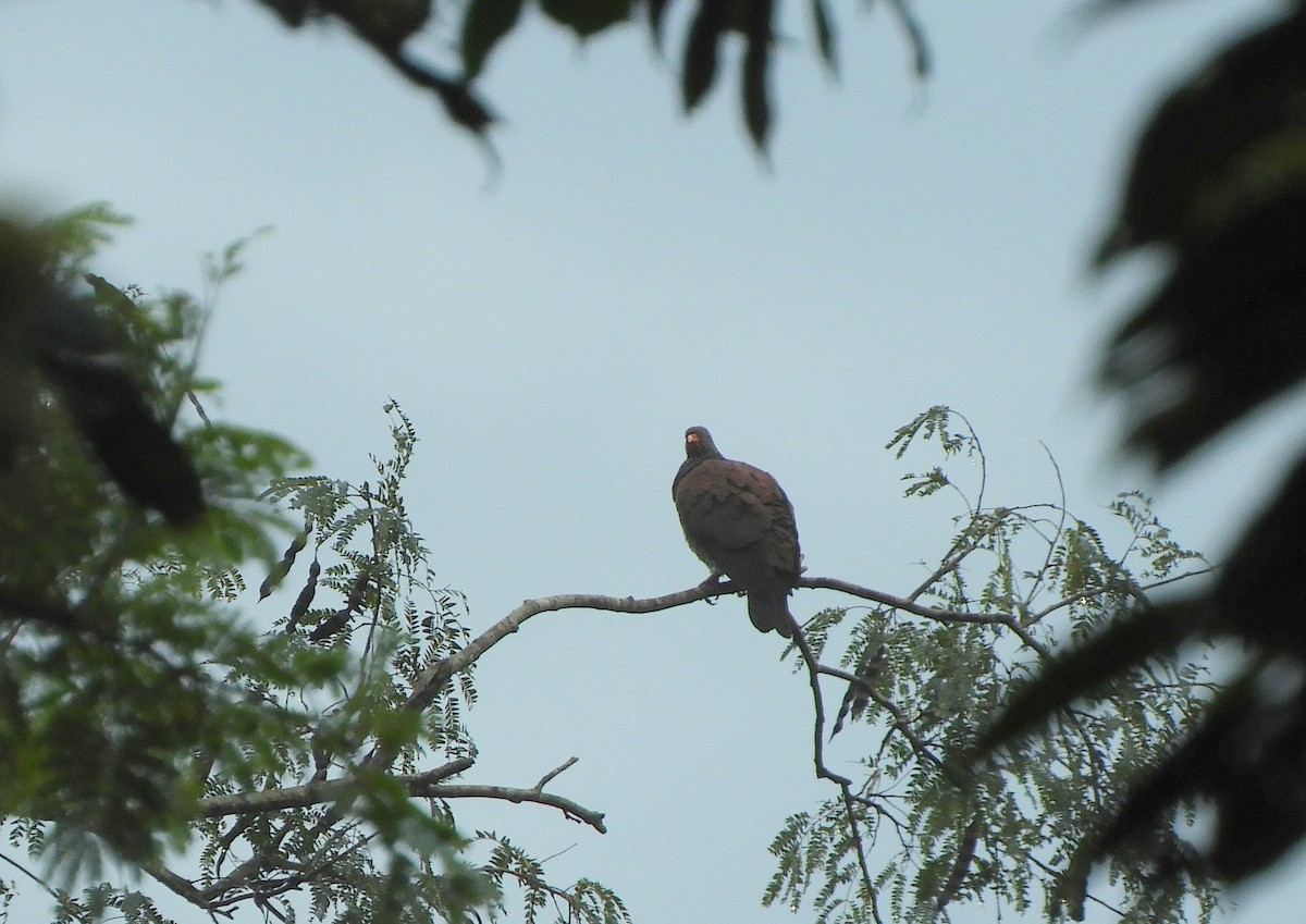 Scaled Pigeon - ML638203406