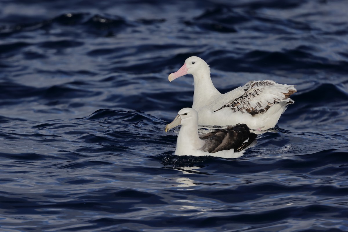 Snowy Albatross - ML638203411