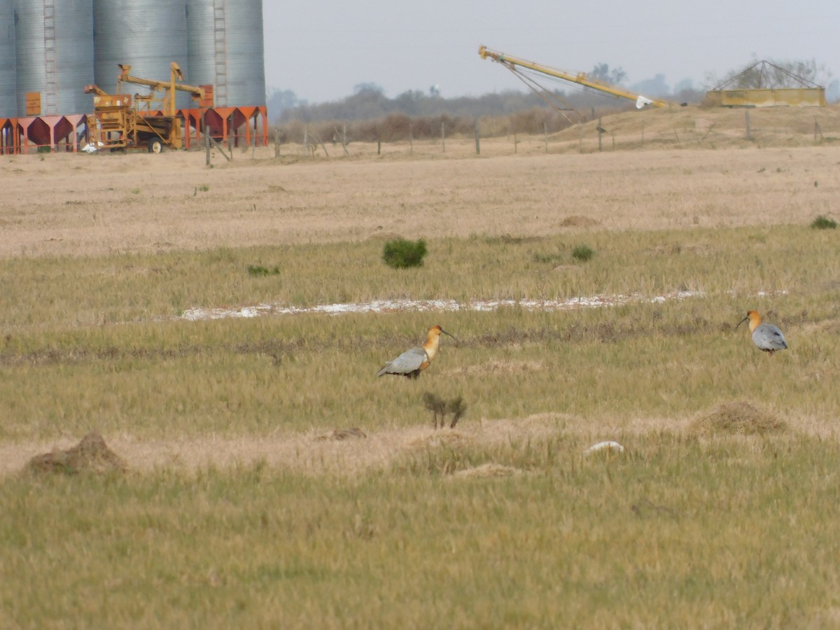ibis laločnatý - ML638203414