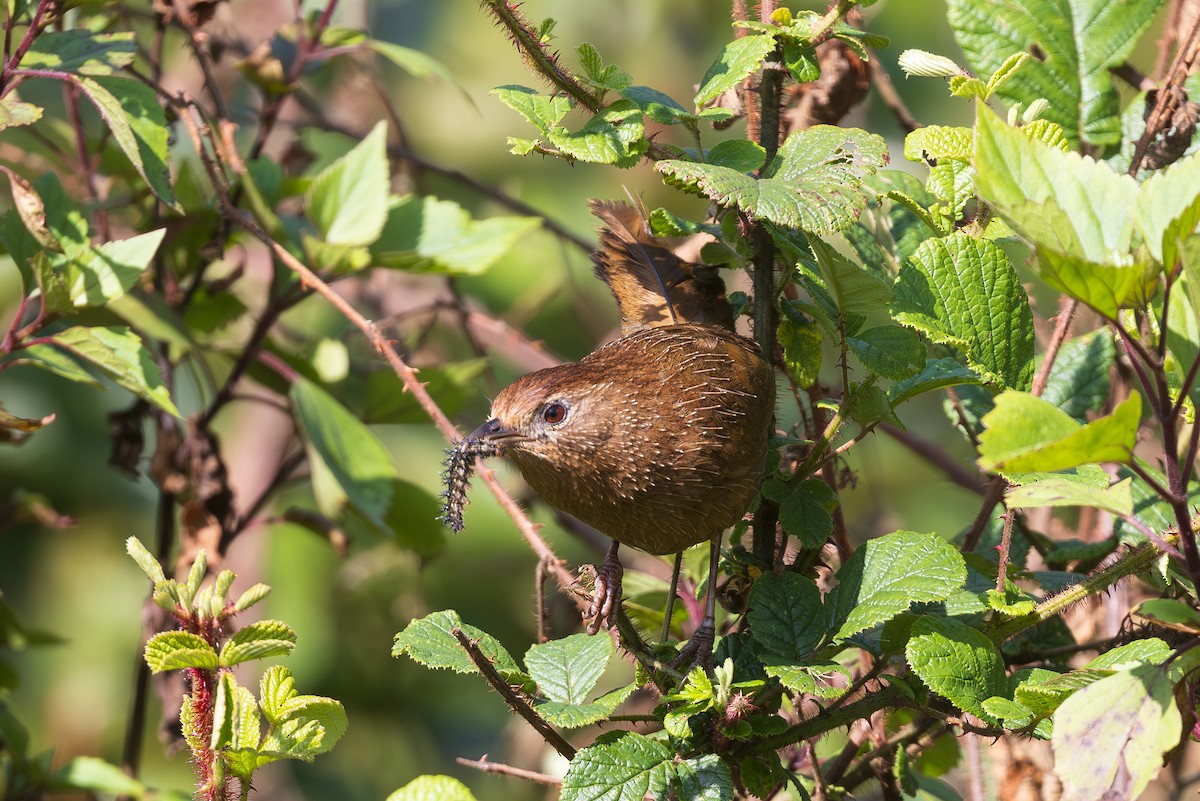 Bhutan Laughingthrush - ML638203418