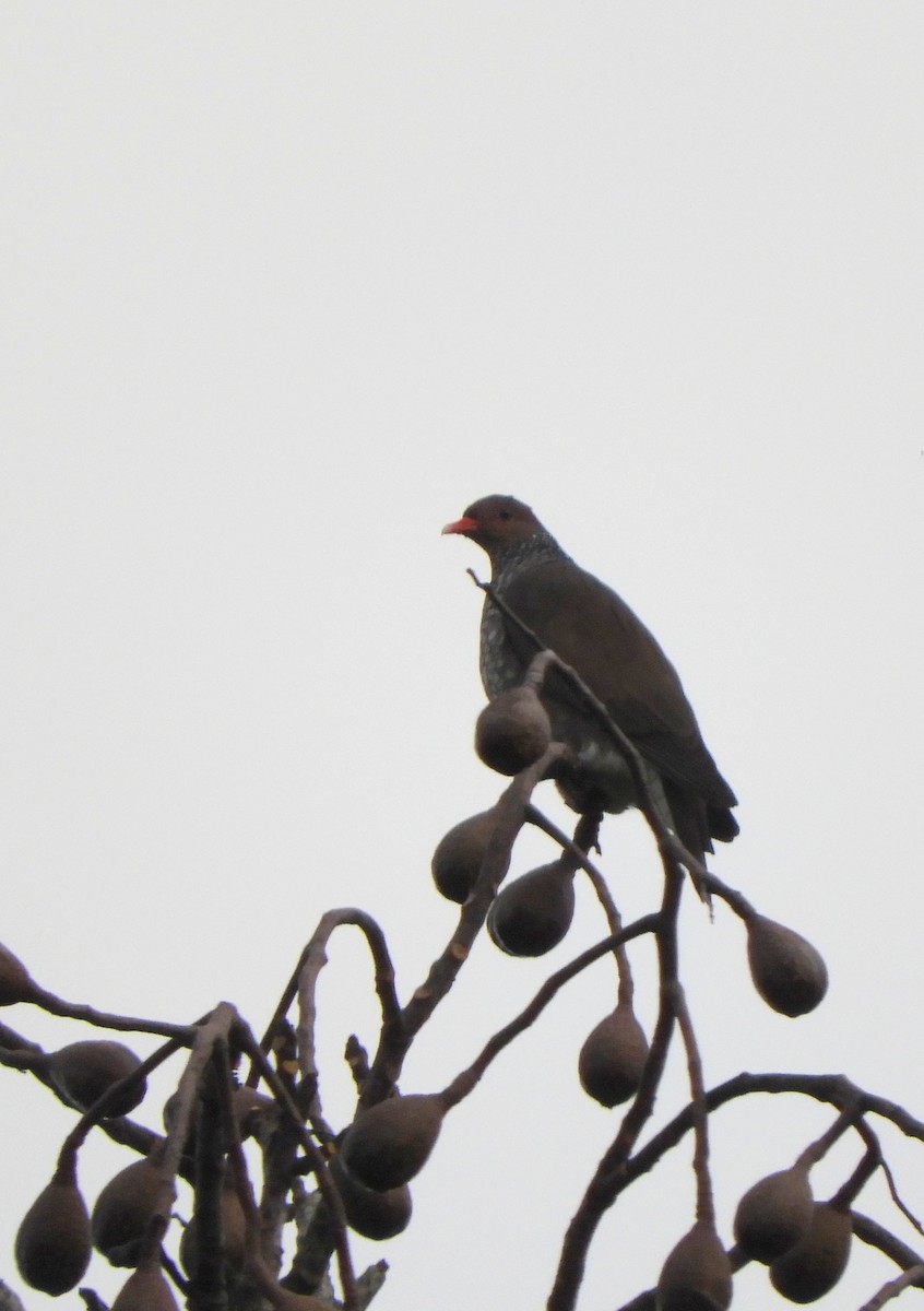 Scaled Pigeon - ML638203425