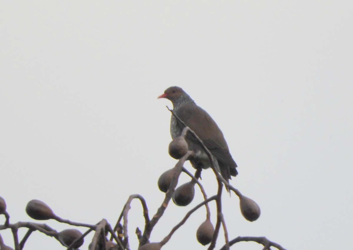 Scaled Pigeon - ML638203426