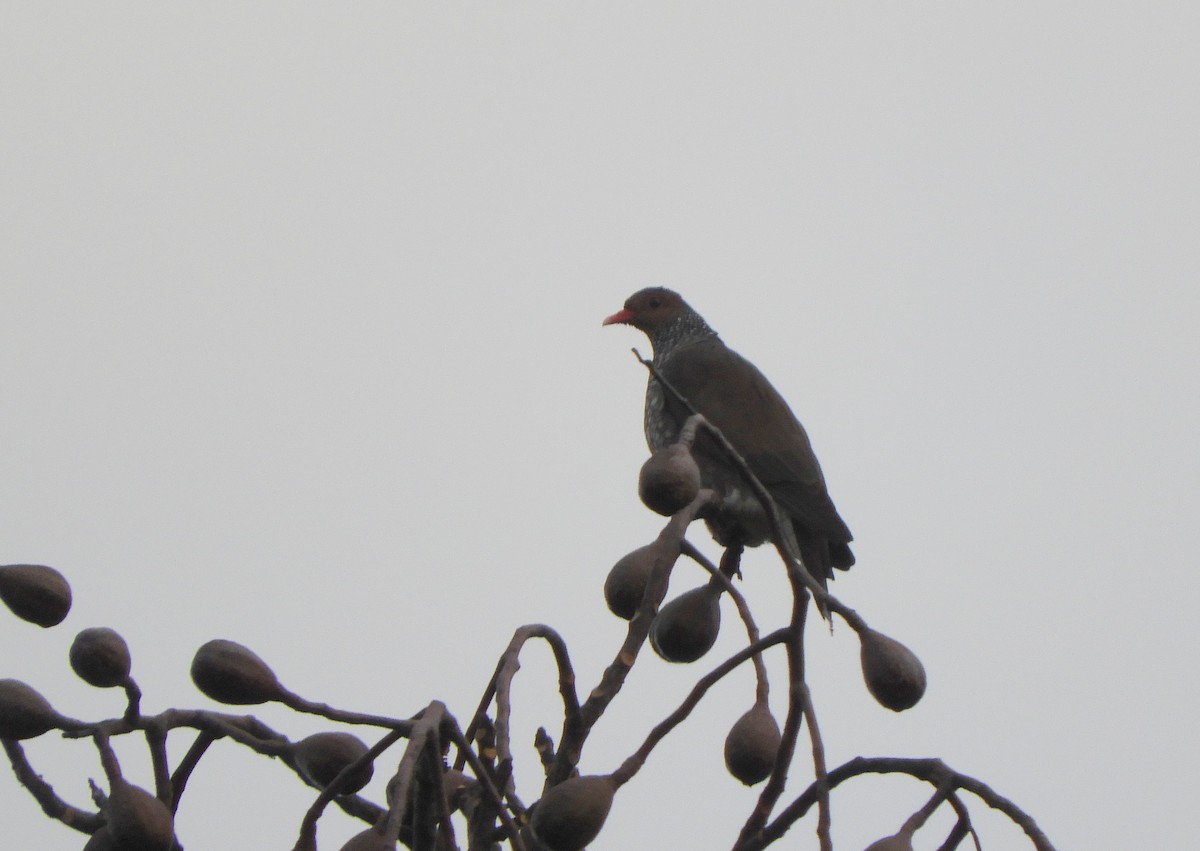 Scaled Pigeon - ML638203427