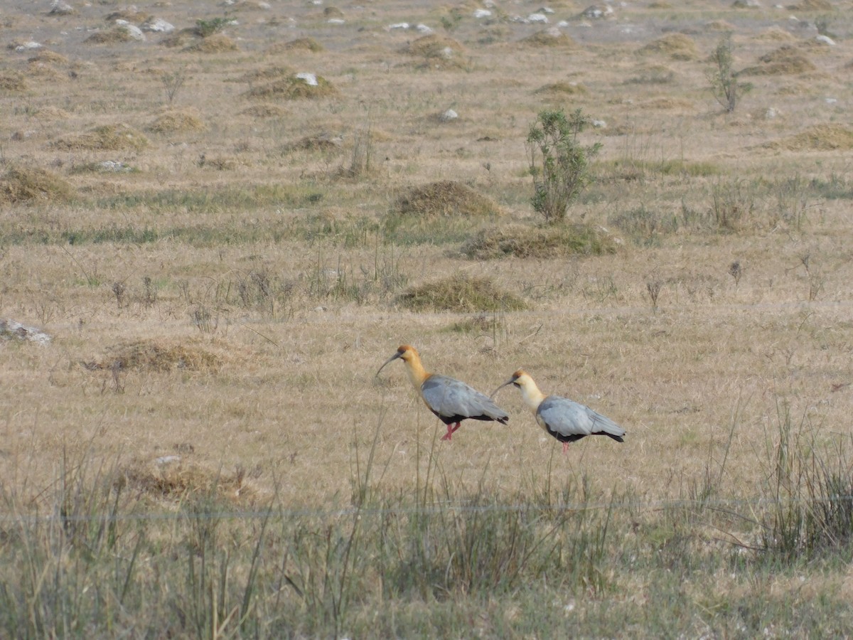 ibis laločnatý - ML638203431