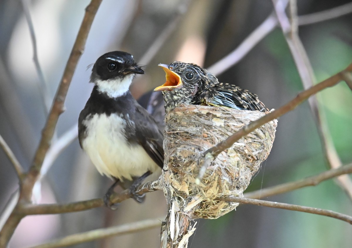 Malaysian Pied-Fantail - ML638203436