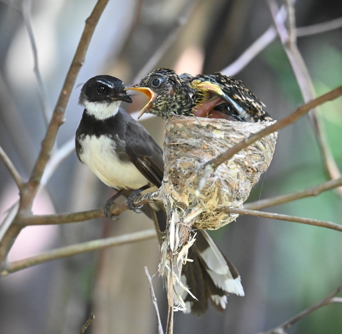 Malaysian Pied-Fantail - ML638203438