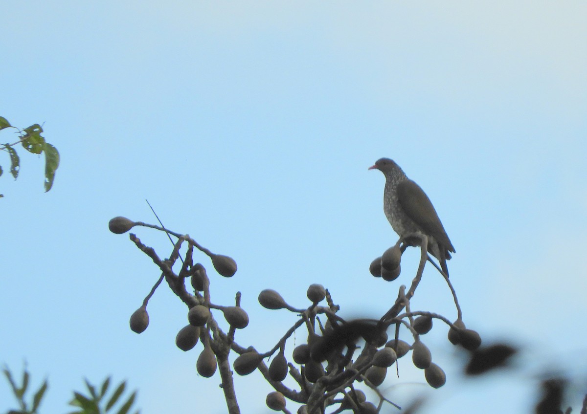 Scaled Pigeon - ML638203450