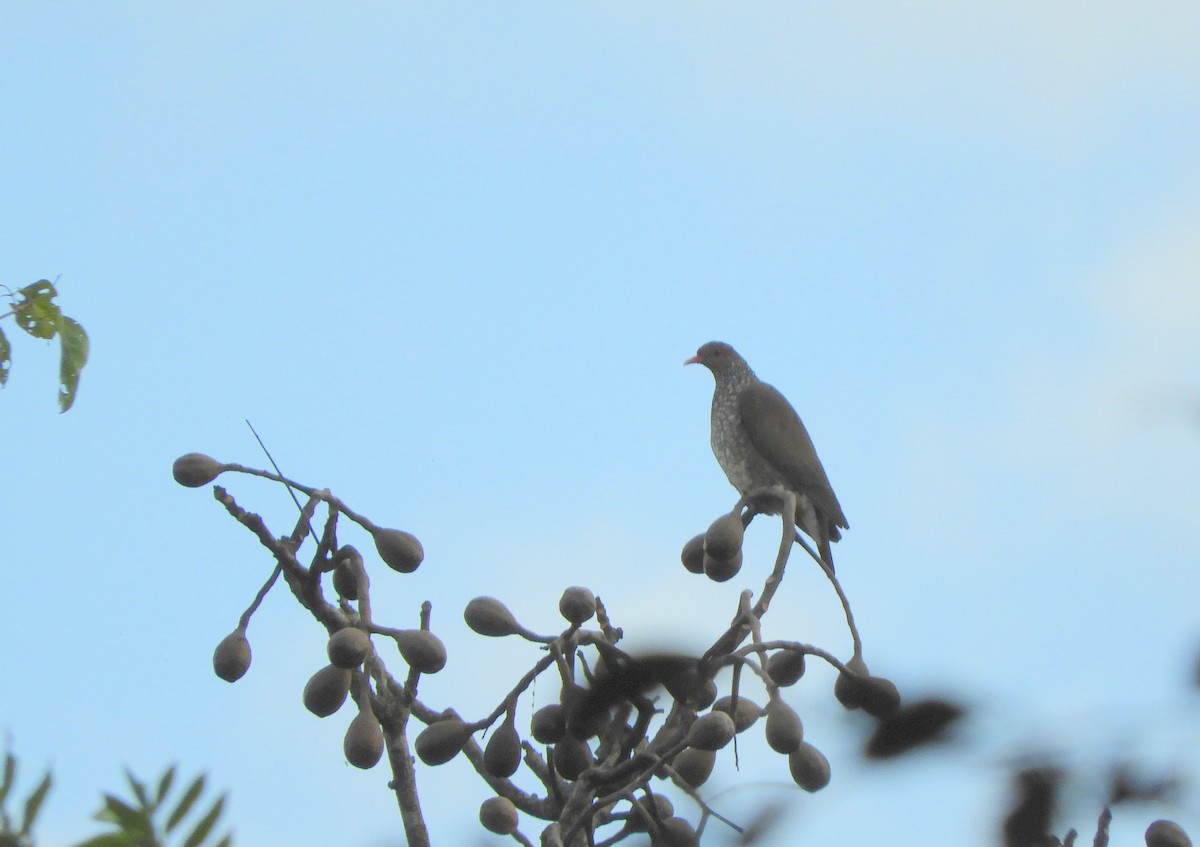 Scaled Pigeon - ML638203452