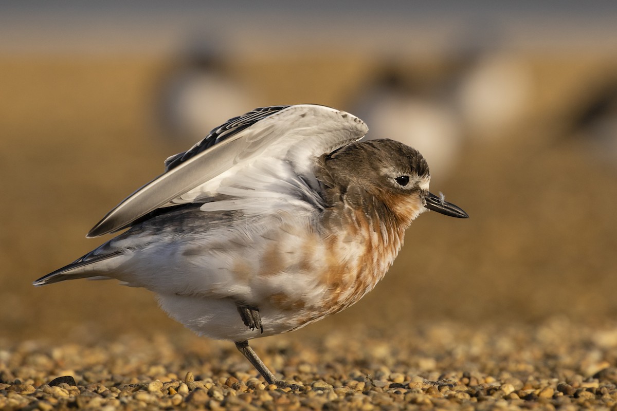 Red-breasted Dotterel (Southern) - ML638203488