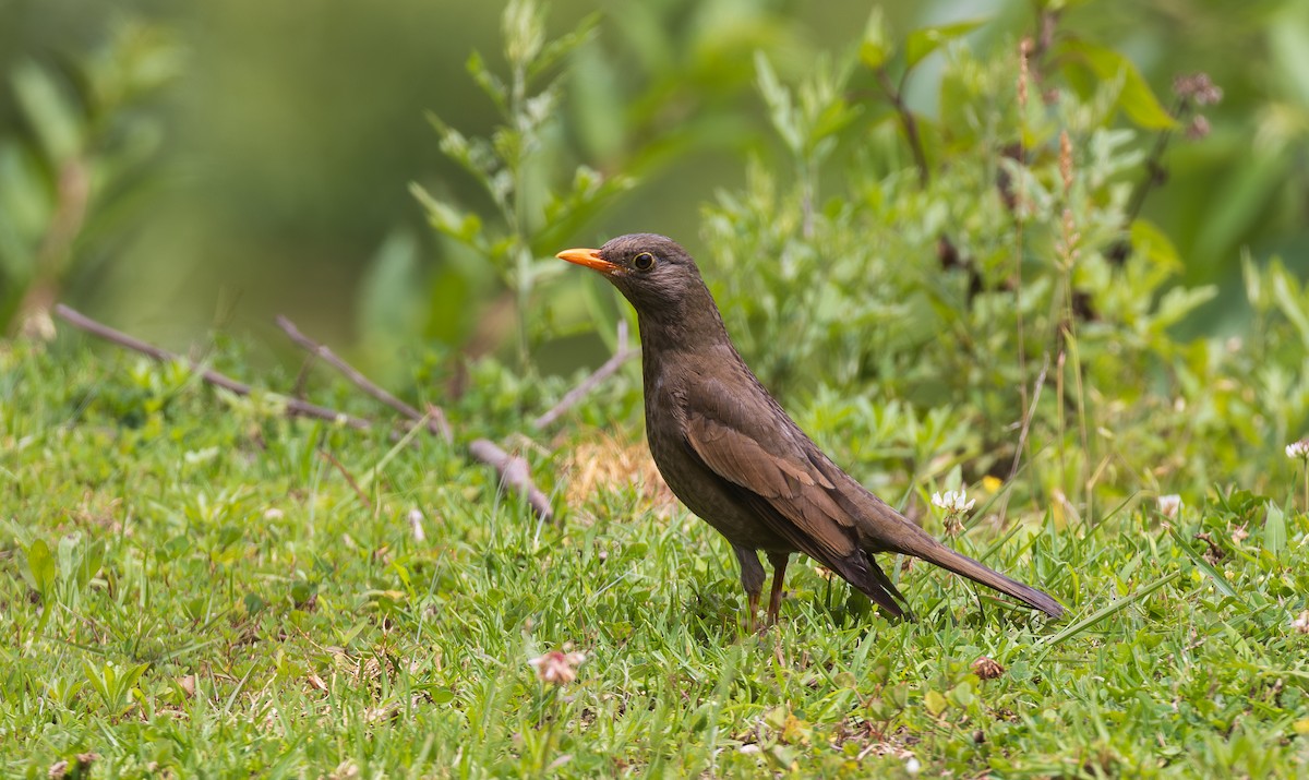 Gray-winged Blackbird - ML638203548