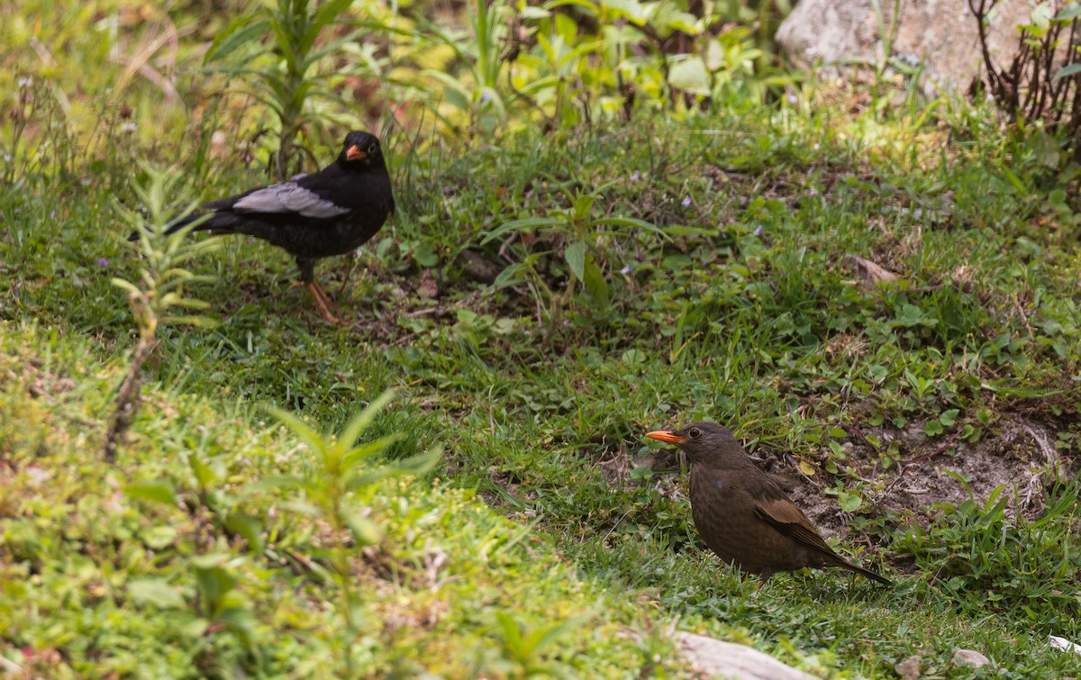 Gray-winged Blackbird - ML638203549
