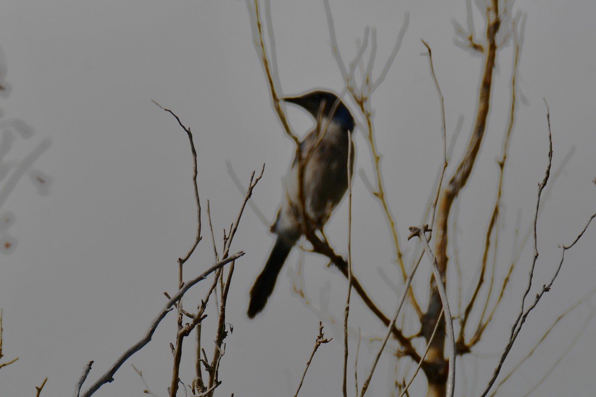 ウッドハウスカケス - ML638203560