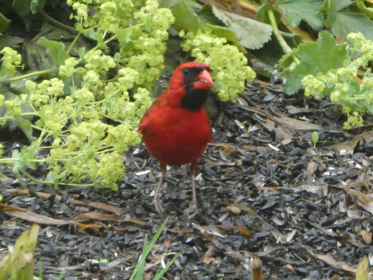 Northern Cardinal - ML638203569