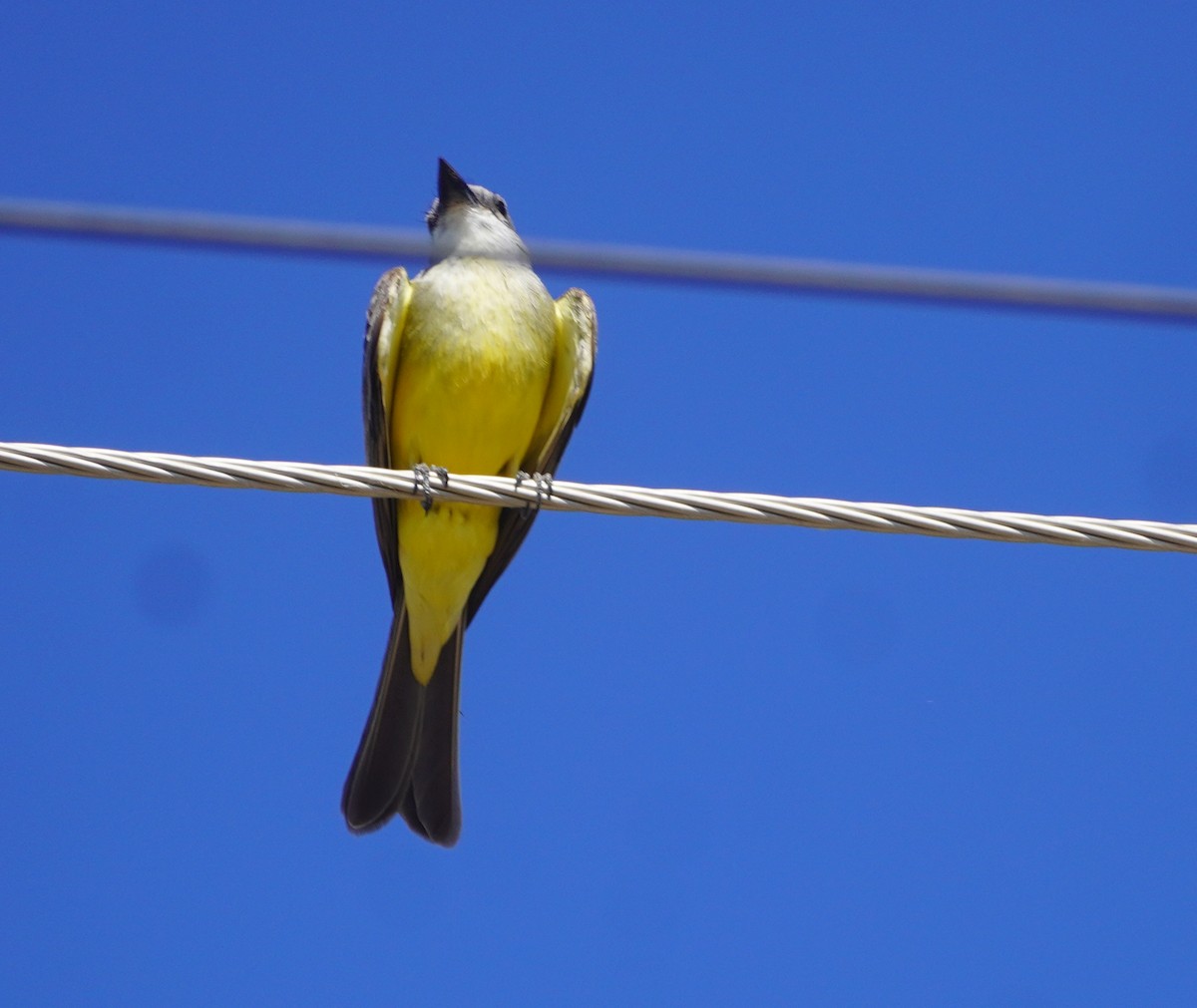 Western Kingbird - ML638203574