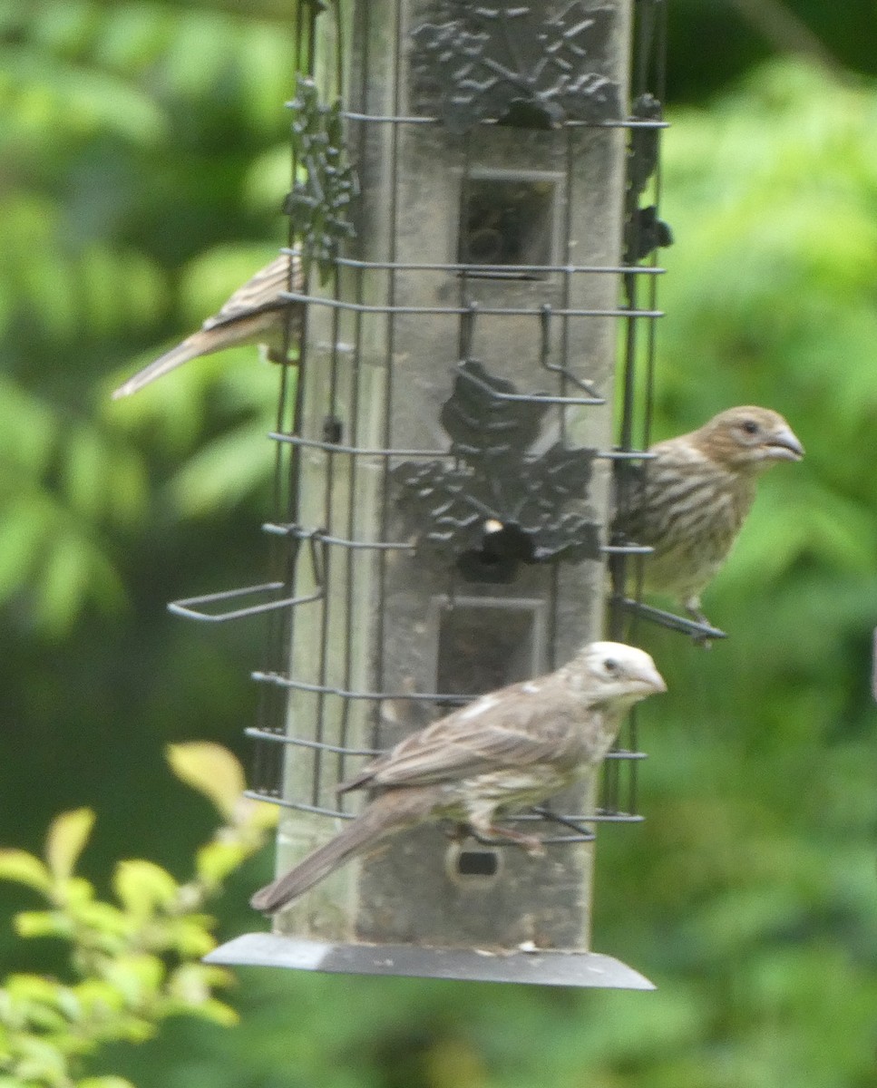 House Finch - ML638203578