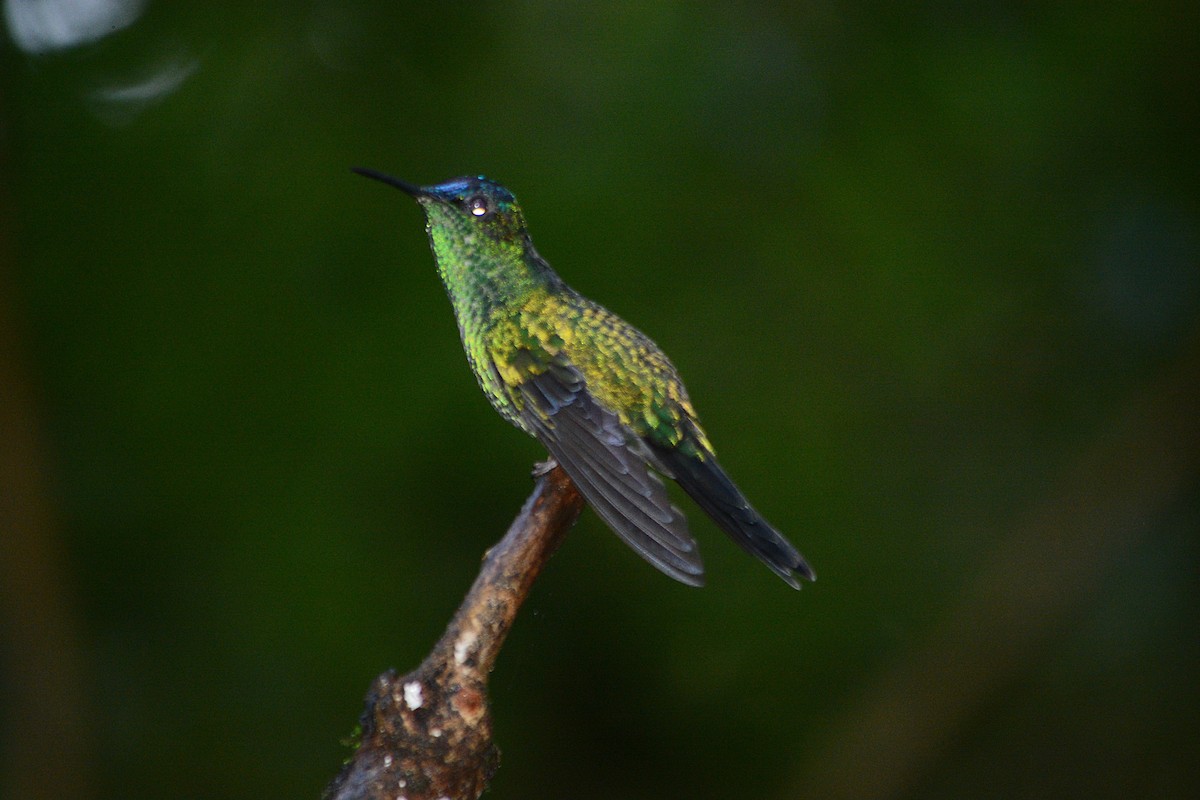 Violet-capped Woodnymph - ML638203582