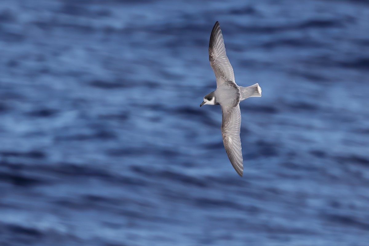 Blausturmvogel - ML638203586