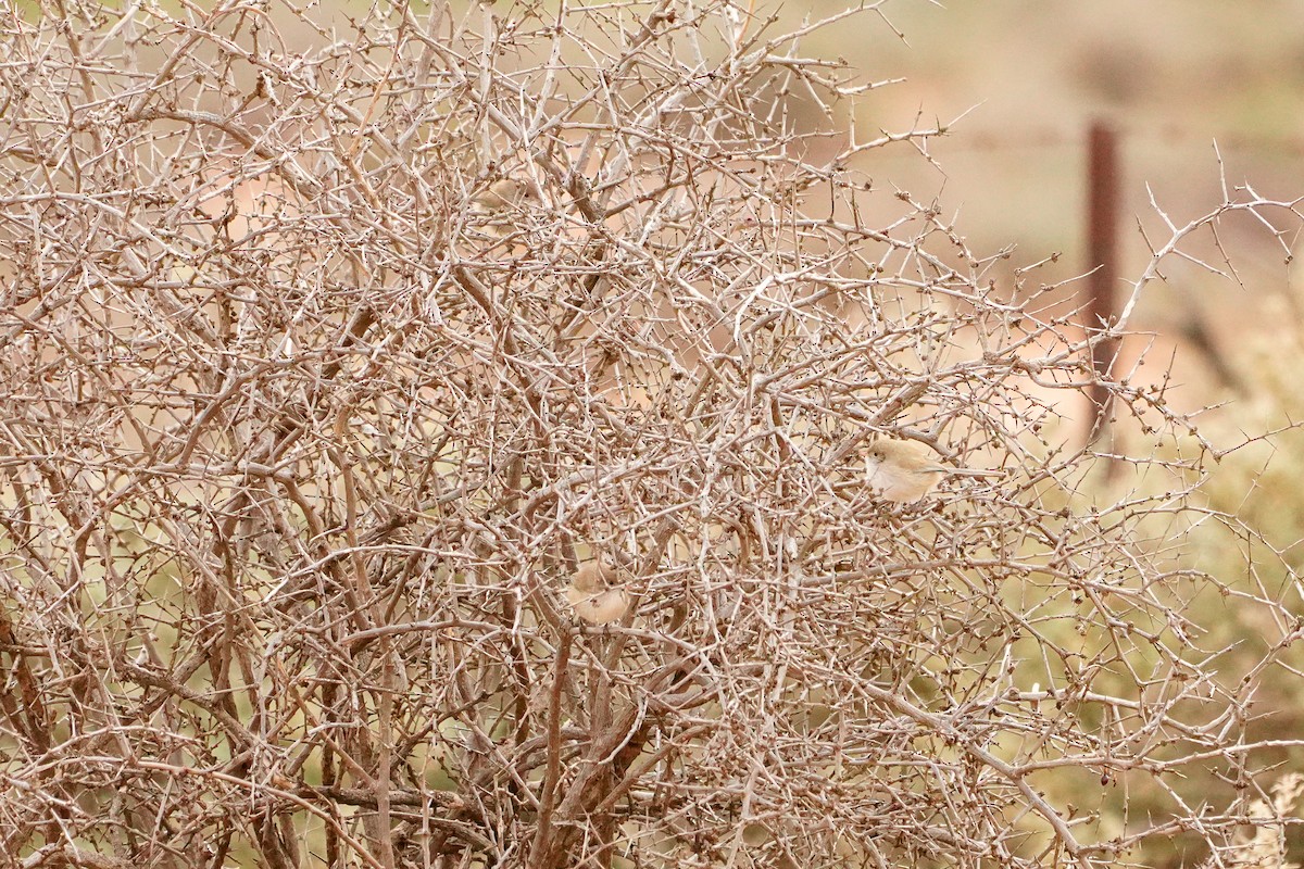 White-winged Fairywren - ML638203592