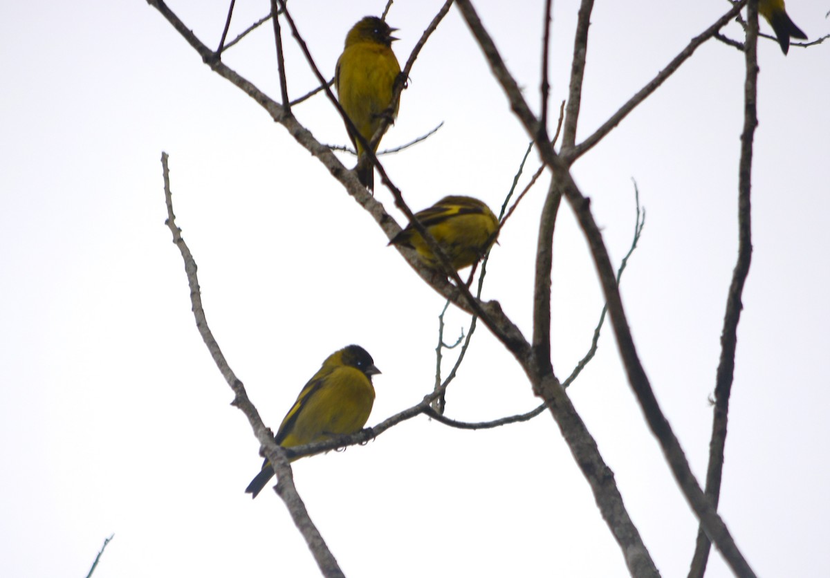 Hooded Siskin - ML638203612