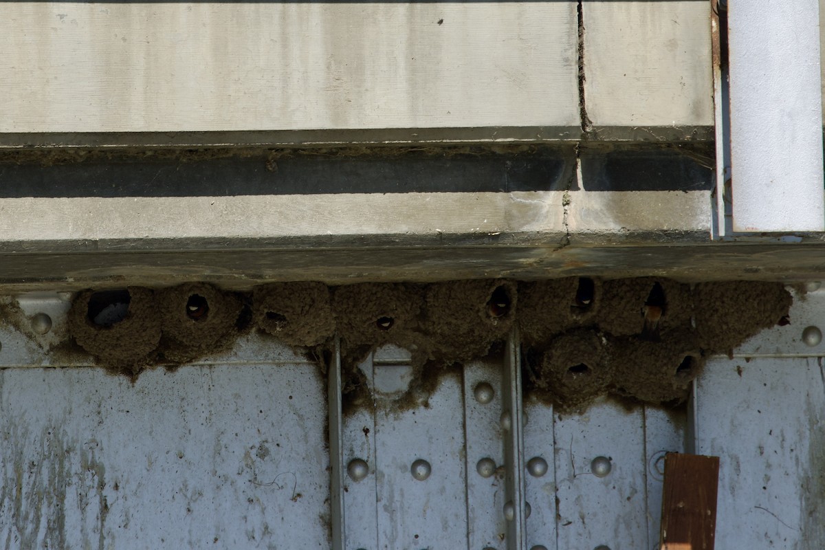 Cliff Swallow - ML638203620
