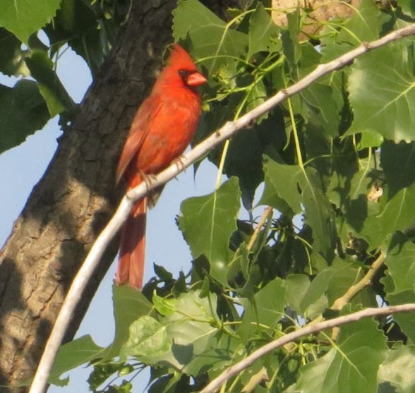 Rotkardinal [cardinalis-Gruppe] - ML638203624